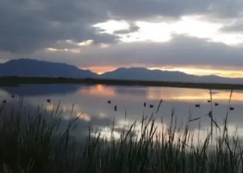 Ogden Bay Waterfowl Management Area – Top Sites AND Things to do – Hooper, UT Ogden Bay Waterfowl Management Area - Top Sites AND Things to do - Hooper, UT