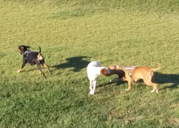 Roy Dog Park – Things to do – Roy, UT Roy Dog Park - Things to do - Roy, UT