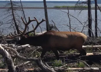 White Peaks Hunting Ranch – Things to do – Plain City, UT White Peaks Hunting Ranch - Things to do - Plain City, UT